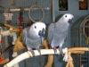 FULLY-WEANED-AFRICAN-GREY-BABIES-FOR-SALE