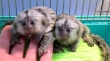 Finger-Marmoset-Monkeys-for-Adoption
