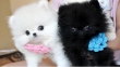 Extremely-Doll-face-MICRO-Teacup-Pomeranian-Puppies
