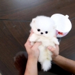 Miniature-TeaCup-Pomeranian-Puppies-AKC