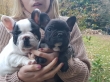 French-bulldog-Puppies