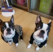 healthy-Boston-terrier-Puppies-for-rehoming