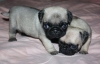 Healthy-Babies-Pugs-Available-For-Sale